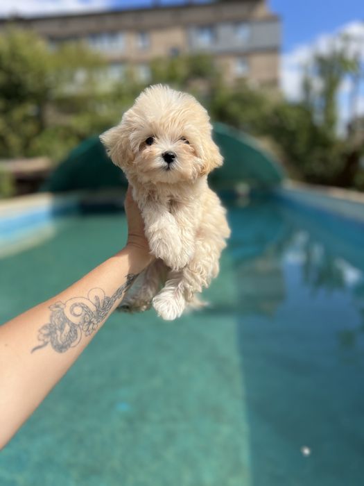 Мальтіпу міні хлопчик VIP