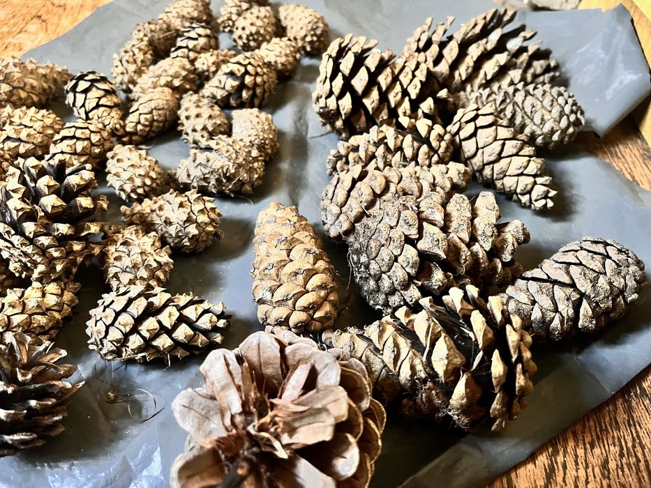 Шишки сосновые жёлуди   розница