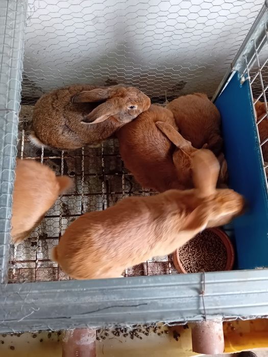 Coelhos caseiros Leonardo e Flandres