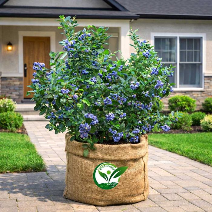 Буровка саджанці купити високоросла контейнерні саджанці лохини в саду