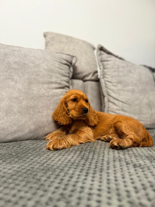 Cocker spaniel angielski sunia