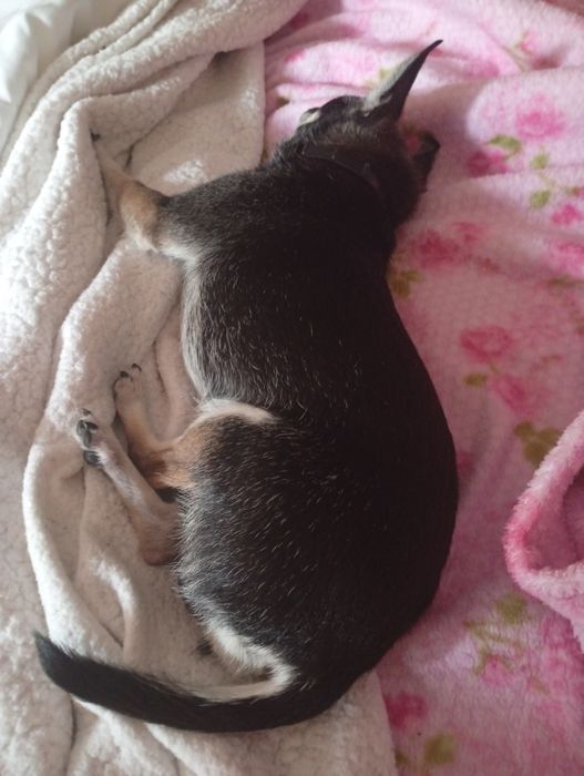 Dou cão chihuahua macho 10 anos e meio