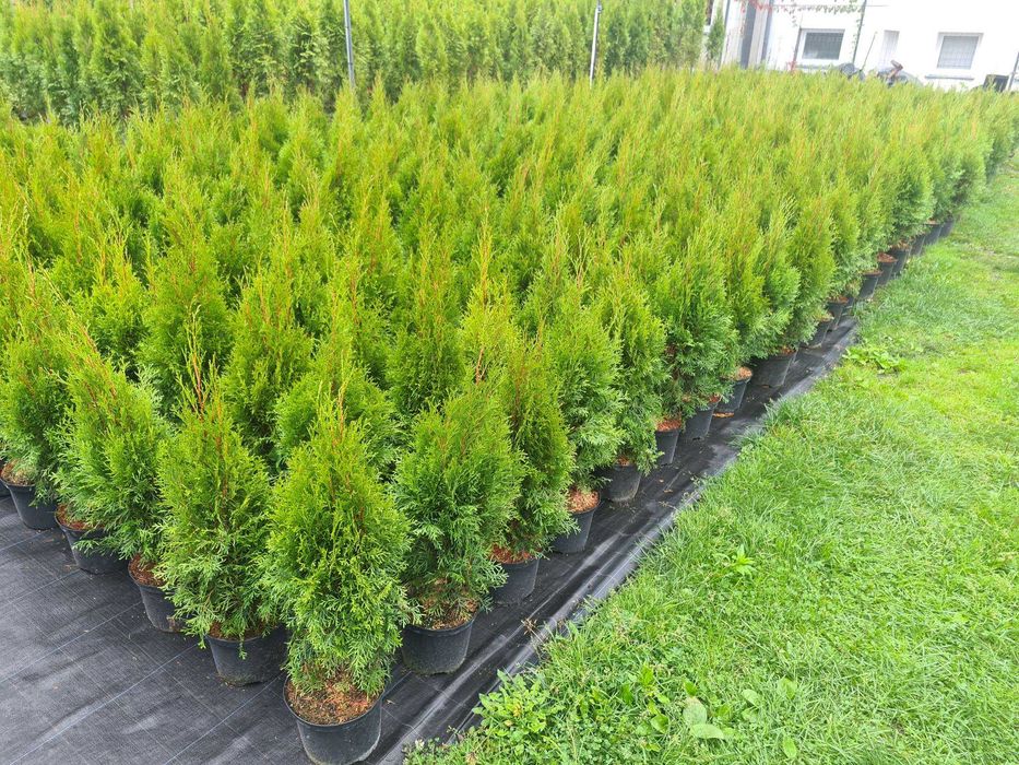 Tuja Brabant Szmaragd 100cm 120cm 150cm 200cm DONICA 100% przyjecie