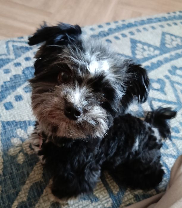 Suczka Yorkshire terrier Blueberry