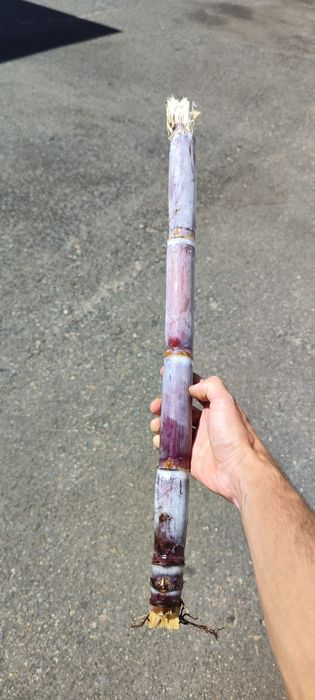 Cana de açucar - comer ou plantar