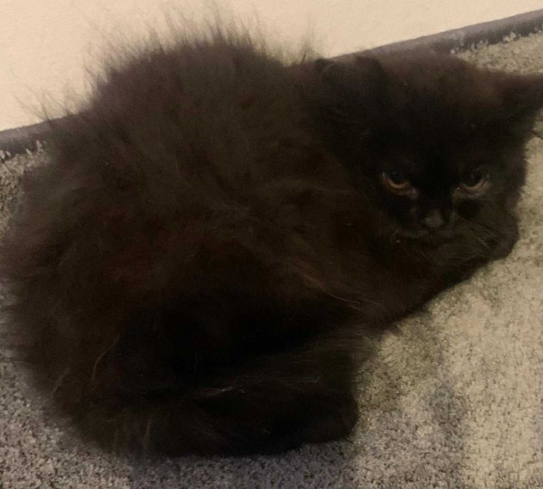 Puchata sliczna kotka