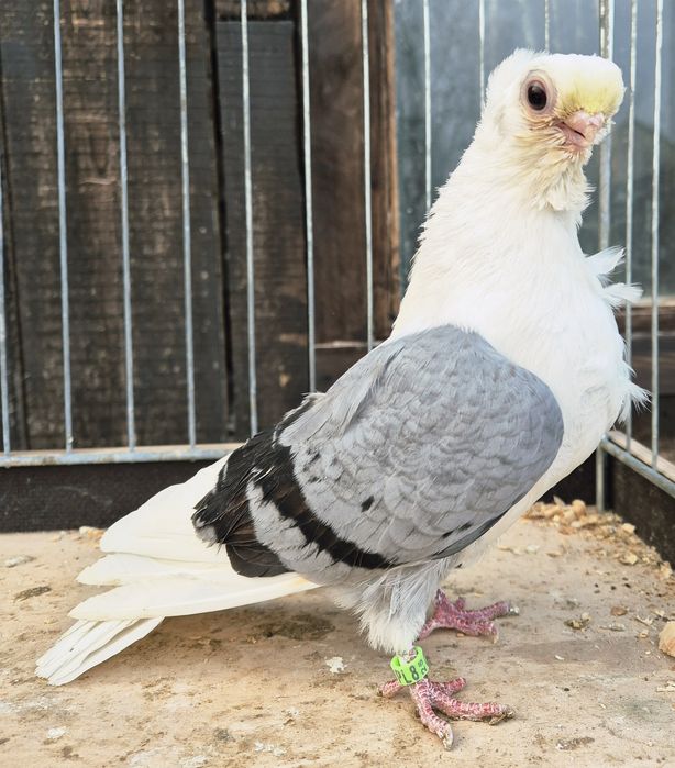 Mewki/ mewek niebieski