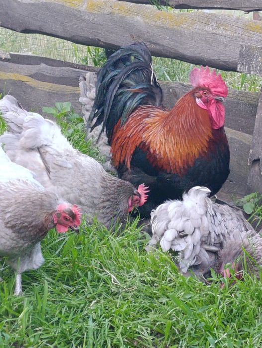 Маран голубо-мідний інкубаційне яйце