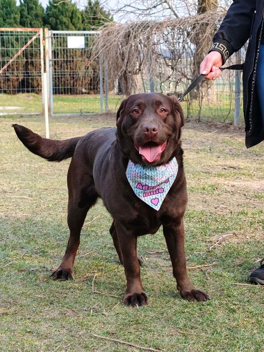 Suczka w typie labradora szuka domu