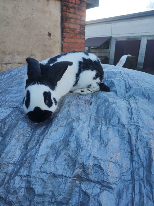 Samiec i samica olbrzym srokacz osc