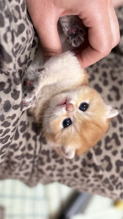Котята золотої шиншила