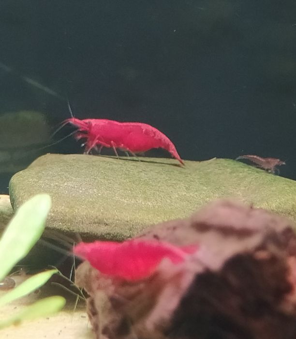 Neocaridina Red Cherry&Sakura Krewetki Akwariowe