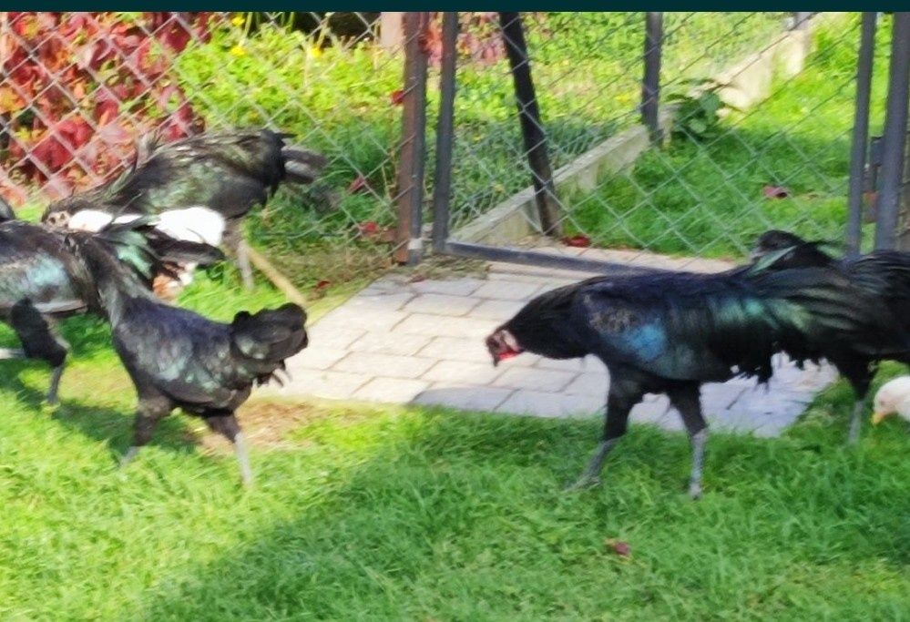 Sumatra kury i koguty ostatni kpl