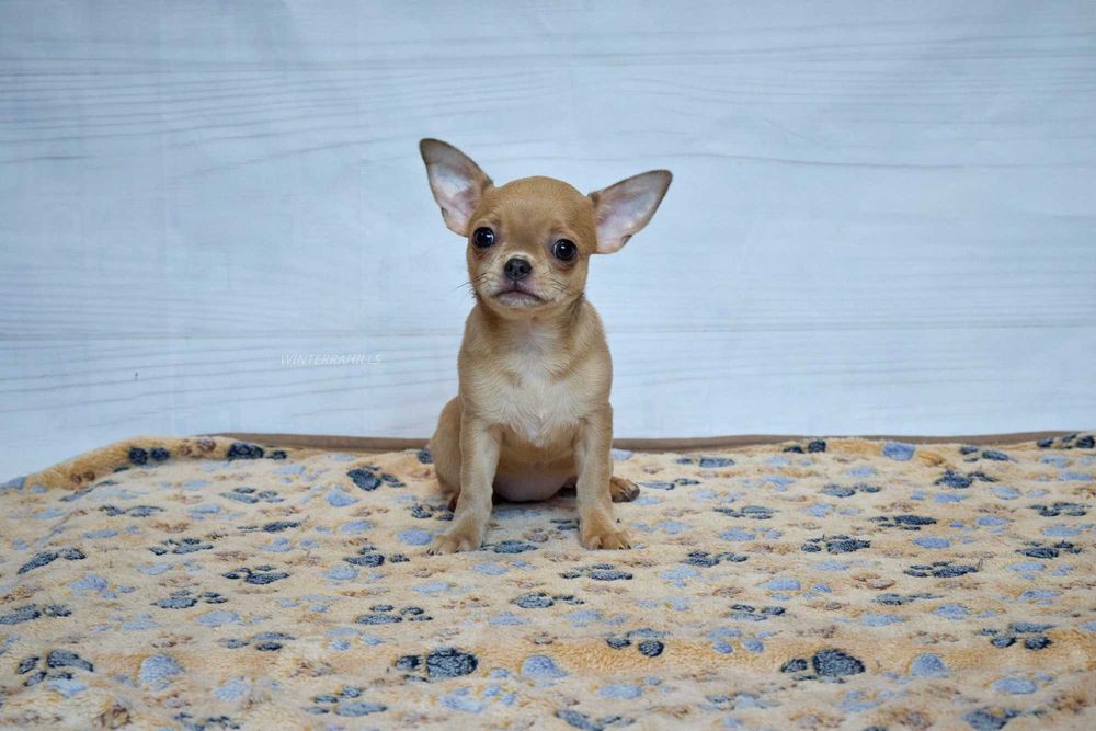 chihuahua ~ Чіхуахуа