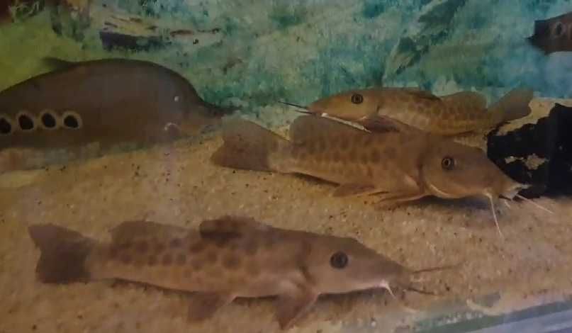 Экзотические рыбы - ножи, сомы, угри, арованы и прочие