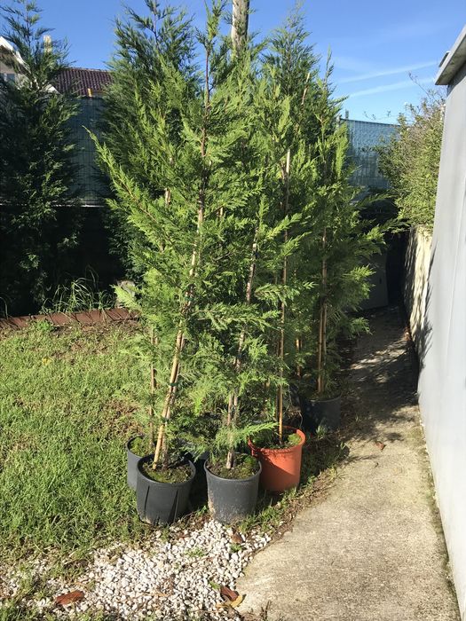 Vendo Cedros layland em vaso