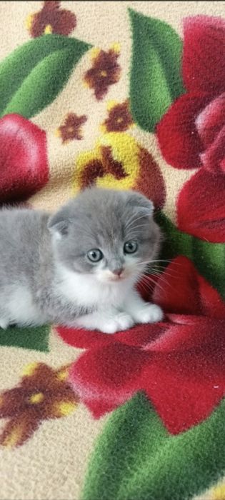 Чудові малюки,шукають люблячих господарів...
