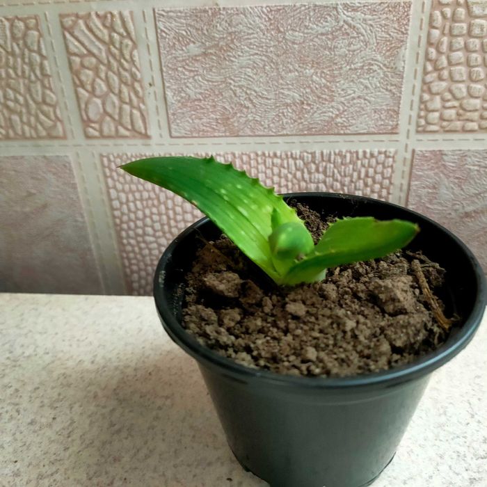 сукуленти кактус алоє вєра композиція флораріум