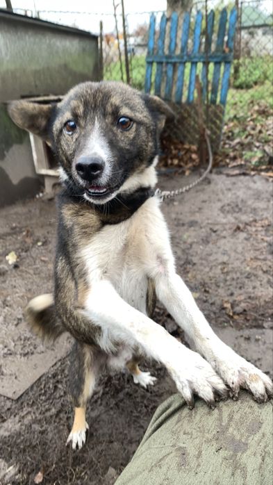 Песик шукає сімʼю ! Віддаємо песика люблячим людям. НЕ ДЛЯ ЛАНЦЮГА !