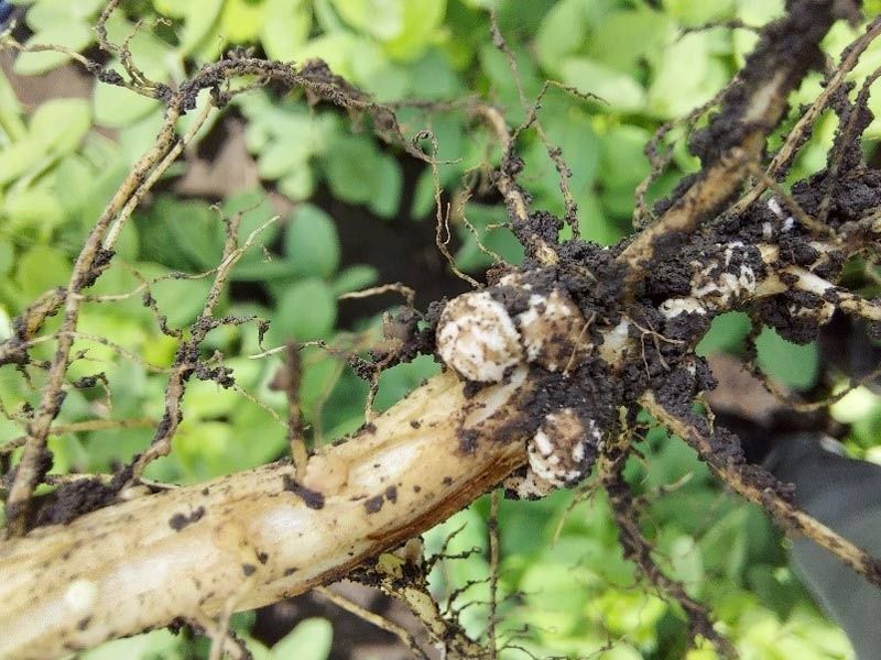 Насіння сої під раундап
