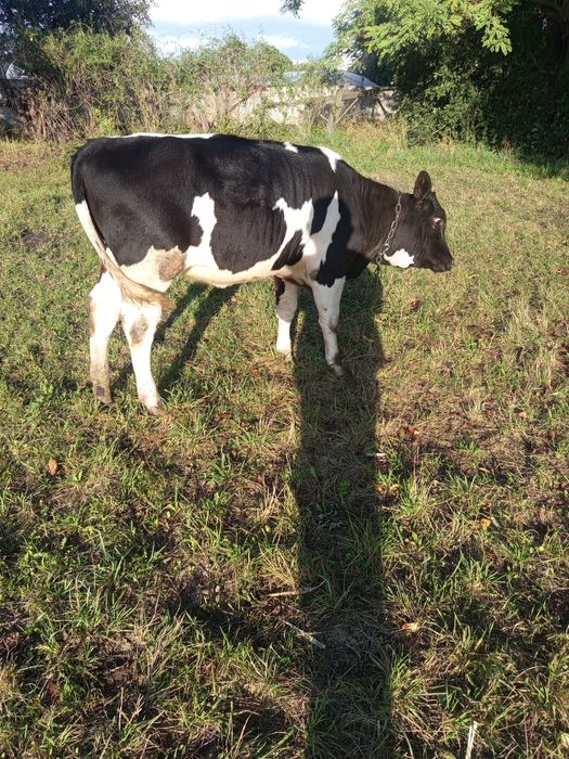 Продається тільна два місяці  коровка і теличка всі питання  по телефо