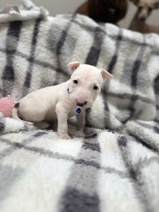 Bulterier miniaturowy chłopak