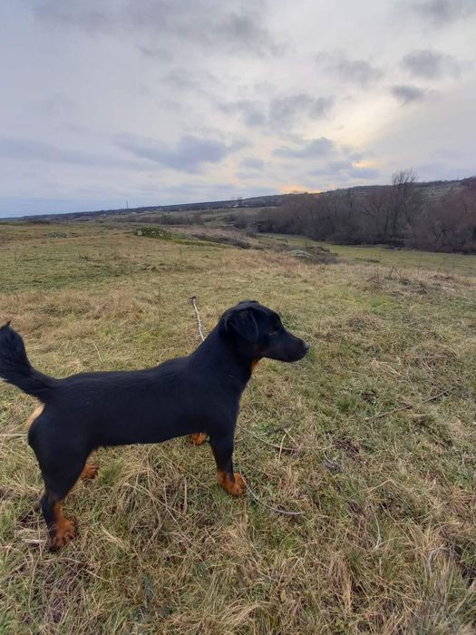 Продам собаку яхтерєр