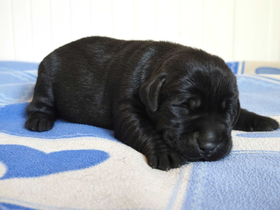 Suczka, sunia biszkoptowa Labrador Retriever. Szczenię. Badania Genetyczne!