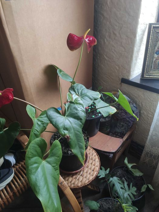 Антуриум красный