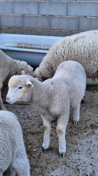 Ovelha Ilê-de-France