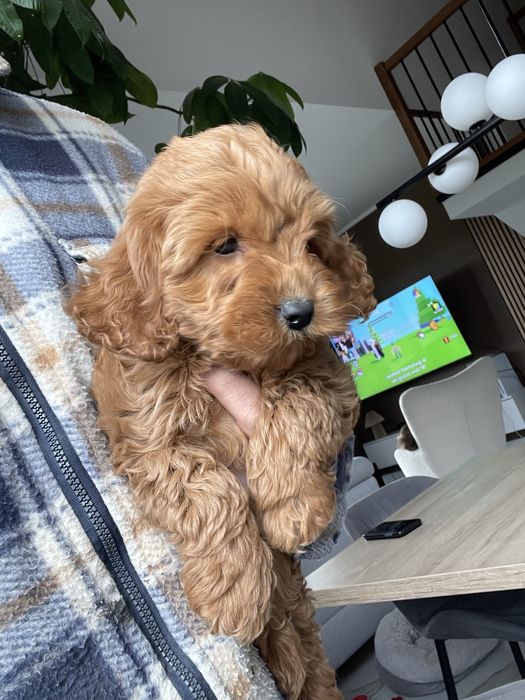 Cockapoo f1 szczeniak