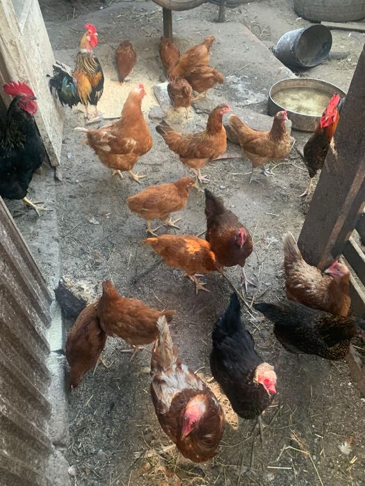 Кури, півні , малеча різні, продам або поміняю