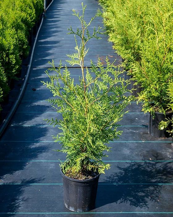 Брабант Смарагд Голд Самшит Ауреоспіката