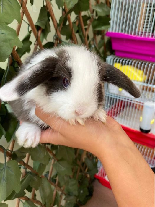 Coelhos Anões Mini Loop , Orelhudo (Loja Profissional)