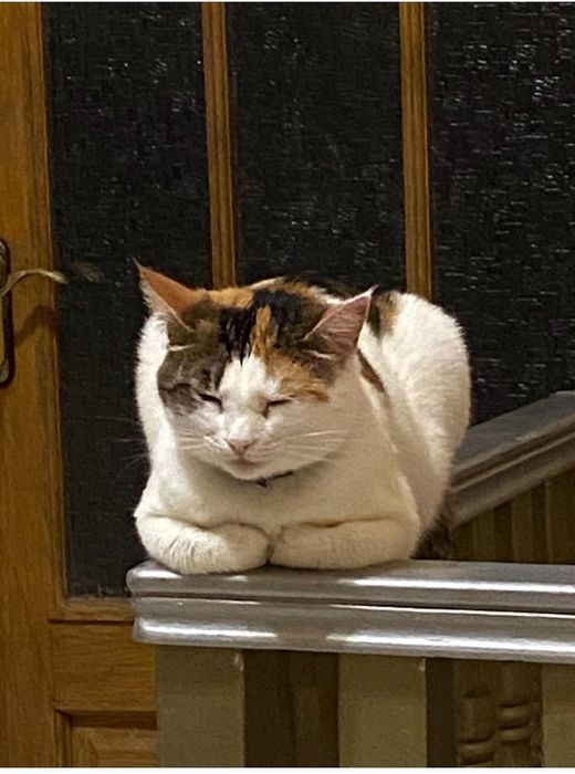 Пропала кошка трёхцветная, Одесса, центр. Базарная