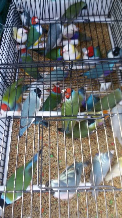 Vendo diamantes Gould