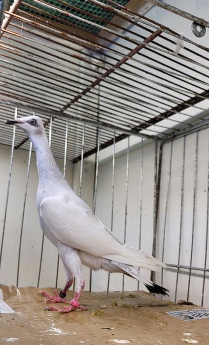 Srebrniak samica adeno kręciek chudnięcie