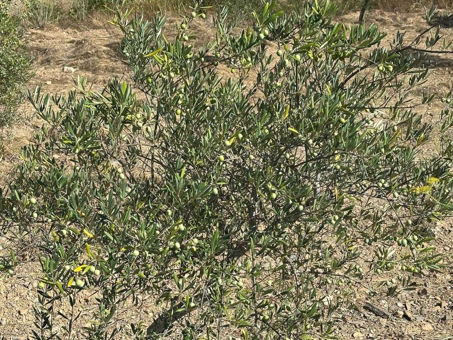Terreno agrícola - 8,42 hectares