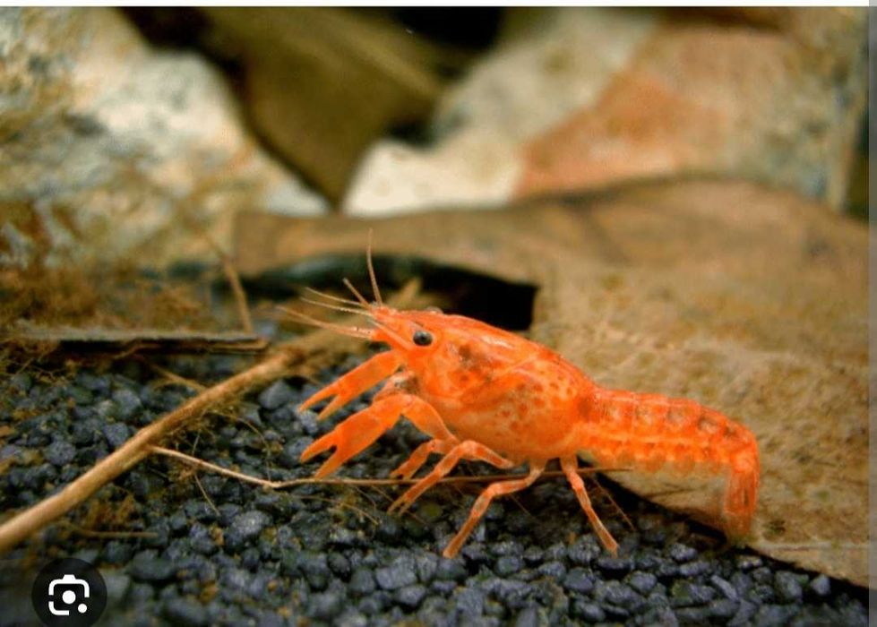 Lagostins laranja