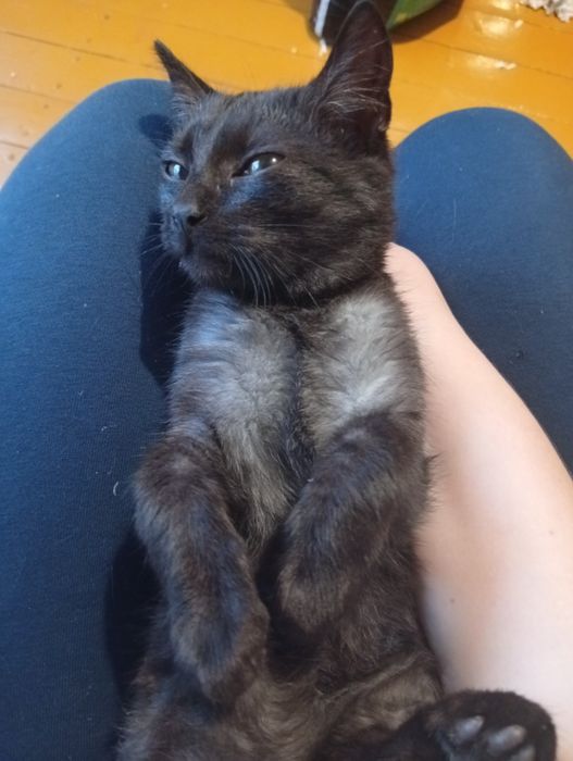 Oddam kotki 4 miesięczne