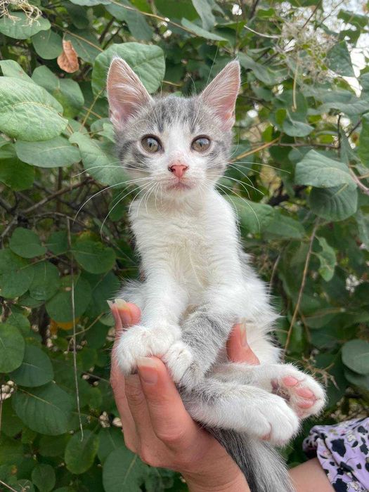 Кошеня, дівчинка, 2-2,5 міс. в пошуках сім'ї
