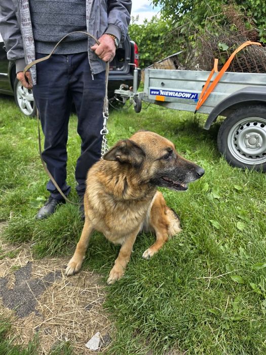 Owczarek niemiecki suszka