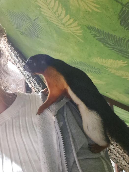 Wiewiórka trójbarwna - Samiec