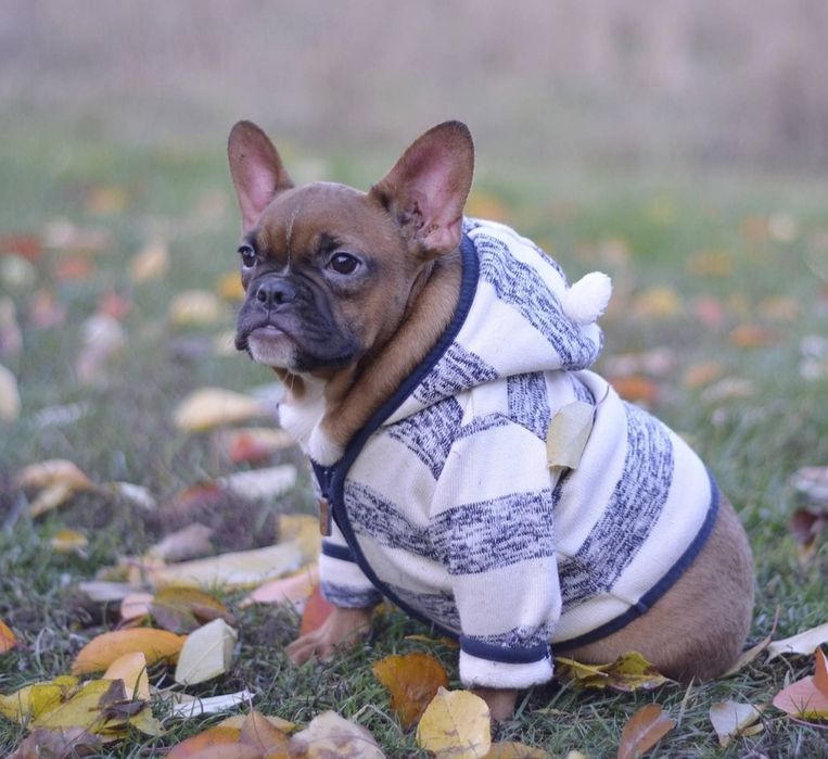 Хлопчик вогняно рудий