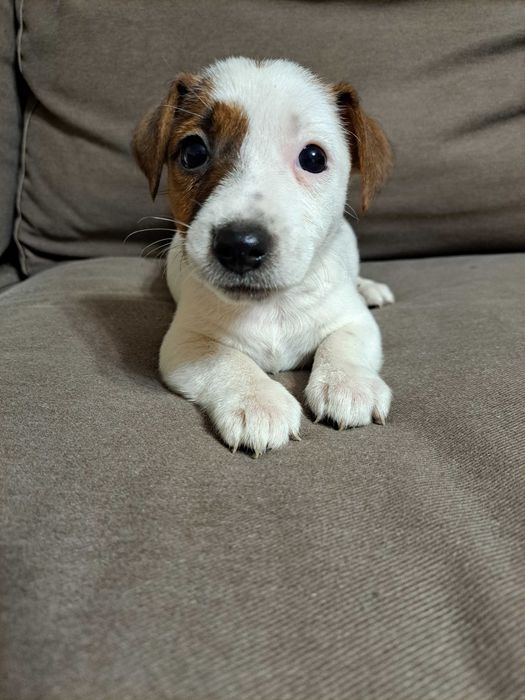Jack Russell Terrier suczka rodowód
