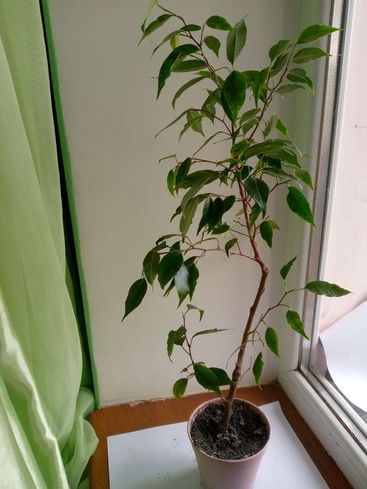 Фікус кімнатний Анастасія