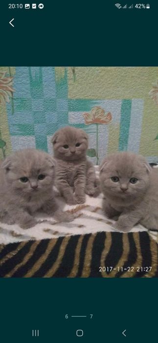 Вязка. Вислоухий мачо ждёт...