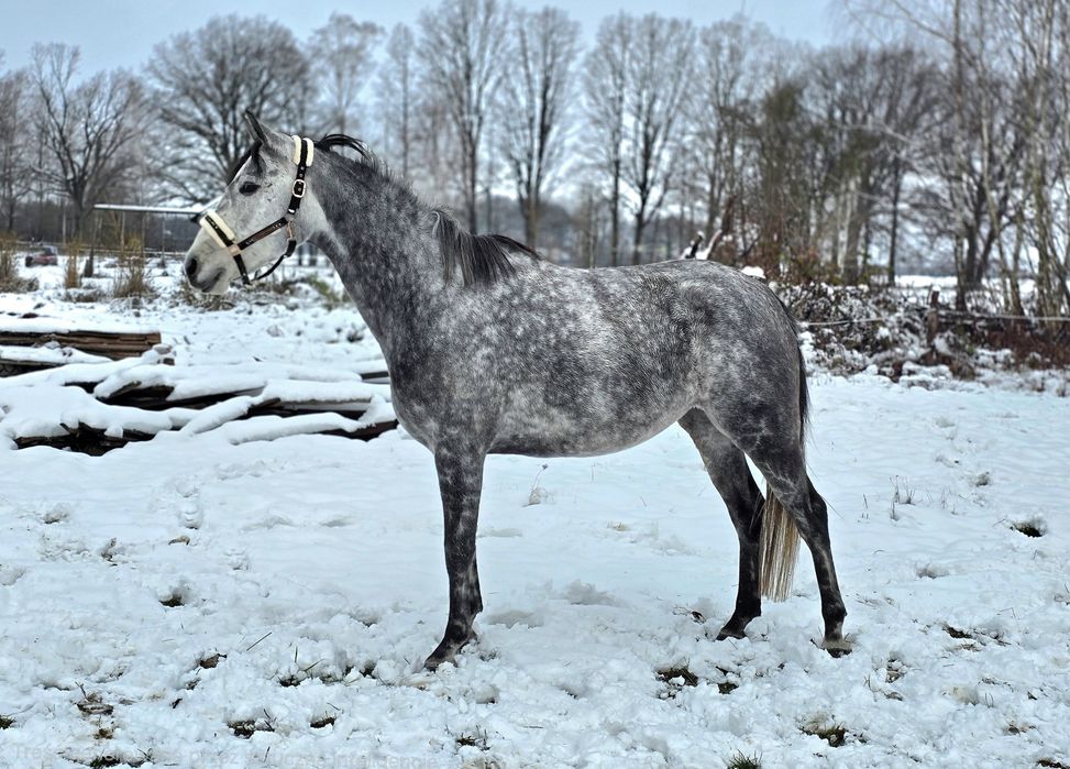 Wyprzedaż noworoczna  Atrakcyjna c**a przy sprawnej decyzji