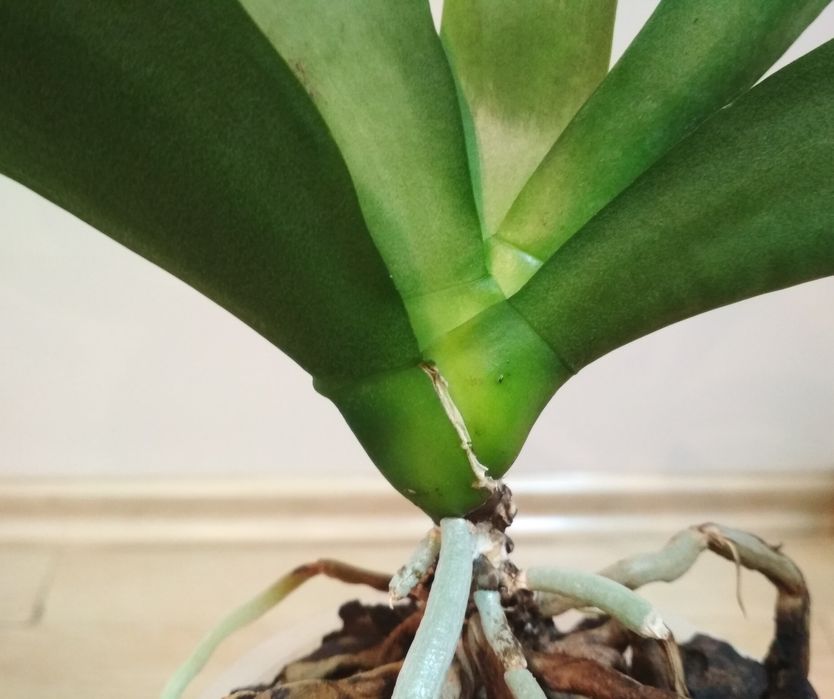 Орхидея фаленопсис