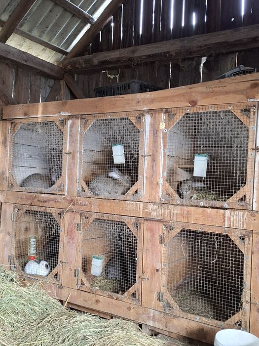 Króliki olbrzym belgijski kalifornijskie